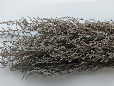 Stabilizovaná rástlina Stoebe – farba strieborná