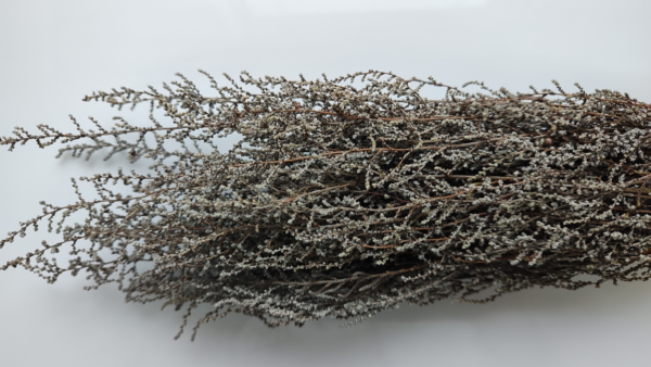 Stabilizovaná rástlina Stoebe – farba strieborná