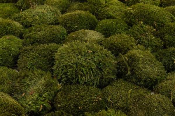 Mood moss ball