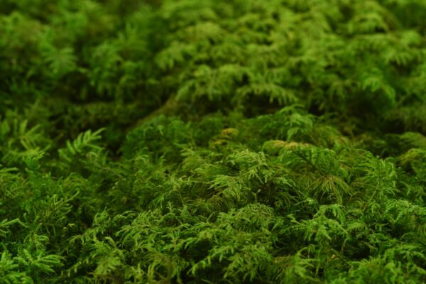 FERN MOSS