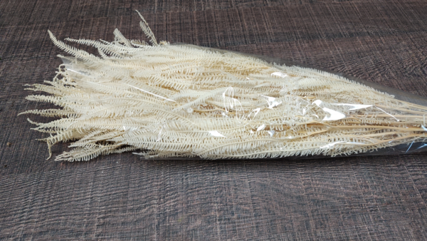 stabilizovana rastlina