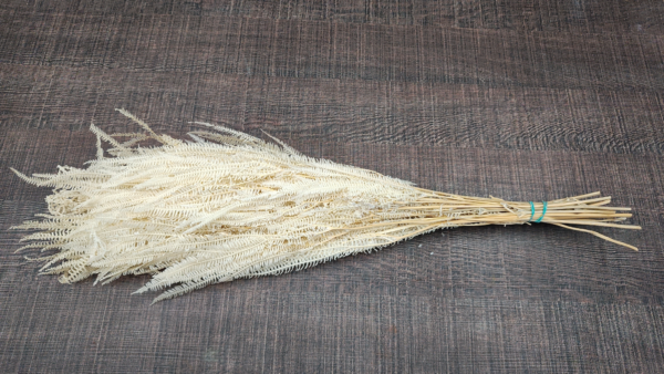 stabilizovana rastlina