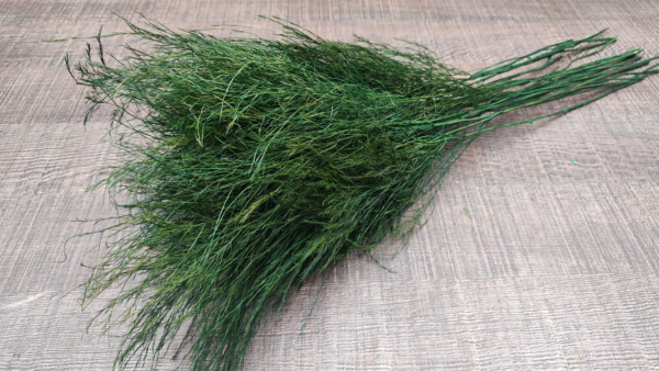 stabilizovana rastlina