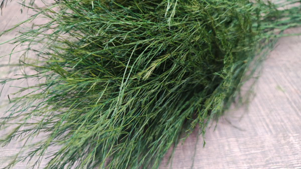 stabilizovana rastlina