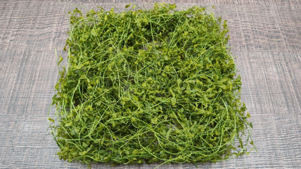 stabilizovana rastlina