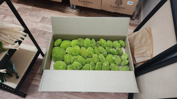 ball moss