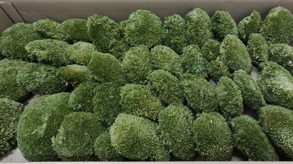 ball moss