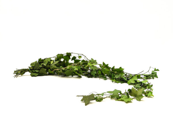 stabilizovana rastlina