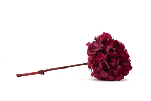 hortenzia soft light plum