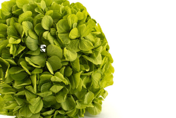 hortenzia zelena