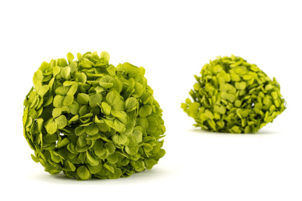 hortenzia zelena