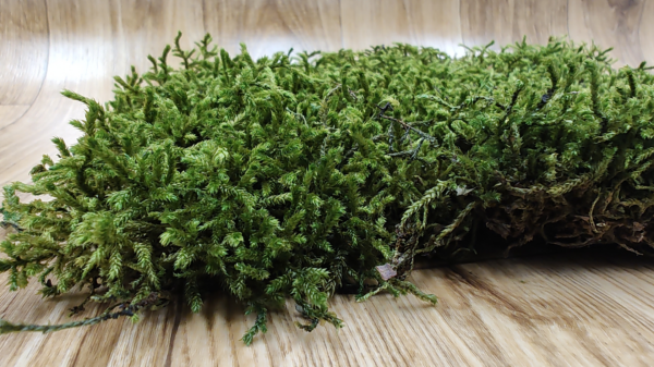 long moss