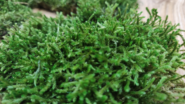long moss