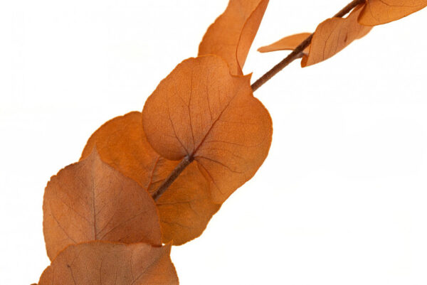Eukalyptus žľtý