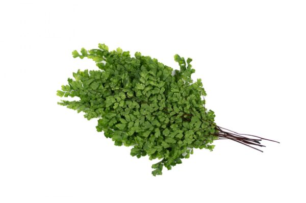 Lutti fern