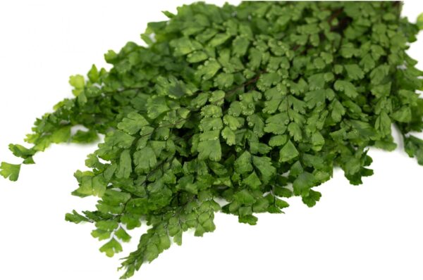 Lutti fern