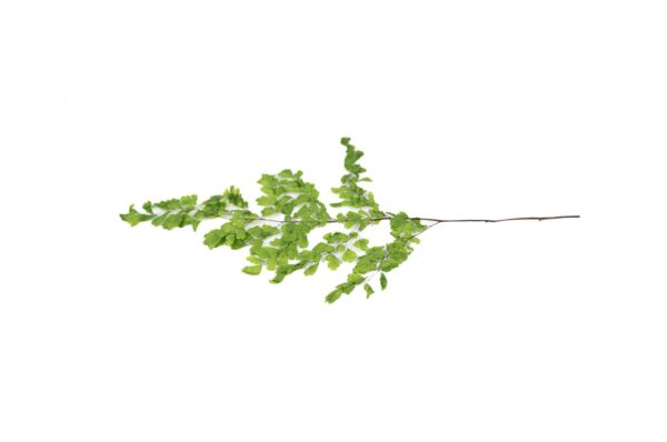 Lutti fern