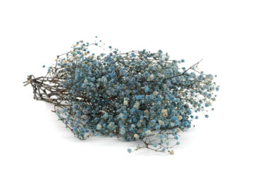 Bouquet of blue dried baby’s breath flowers tied with dark stems on a white background.