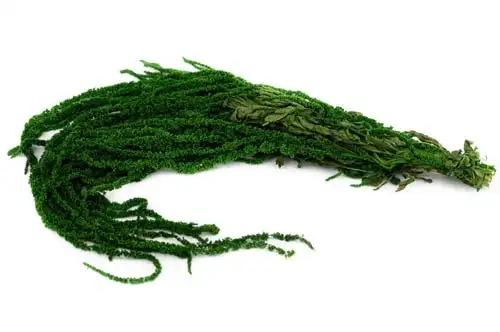 Stabilizované rastliny Brukr - Amarant